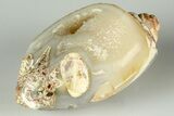 1.1" Chalcedony Replaced Gastropod With Sparkly Quartz - India - #188803-1